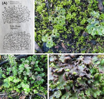 The biology of Marchantia polymorpha subsp. ruderalis Bischl. & Boissel. Dub in nature